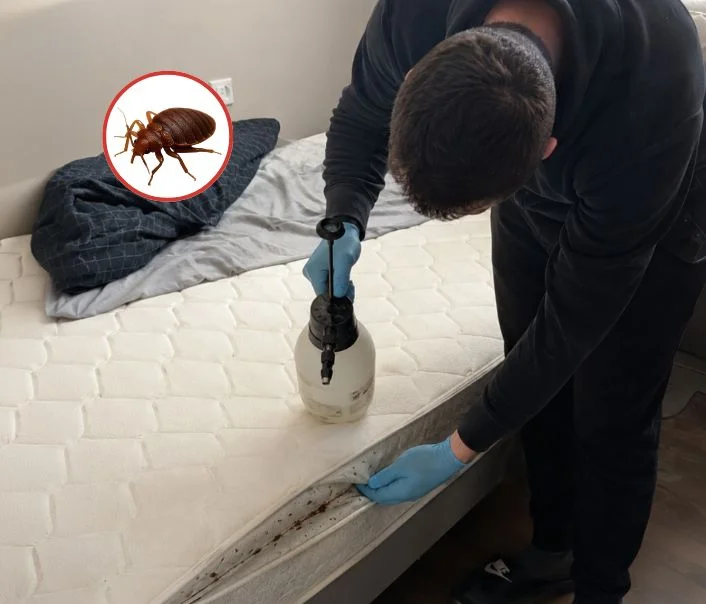 Technicien traitant un matelas contre les punaises de lit à Guermantes